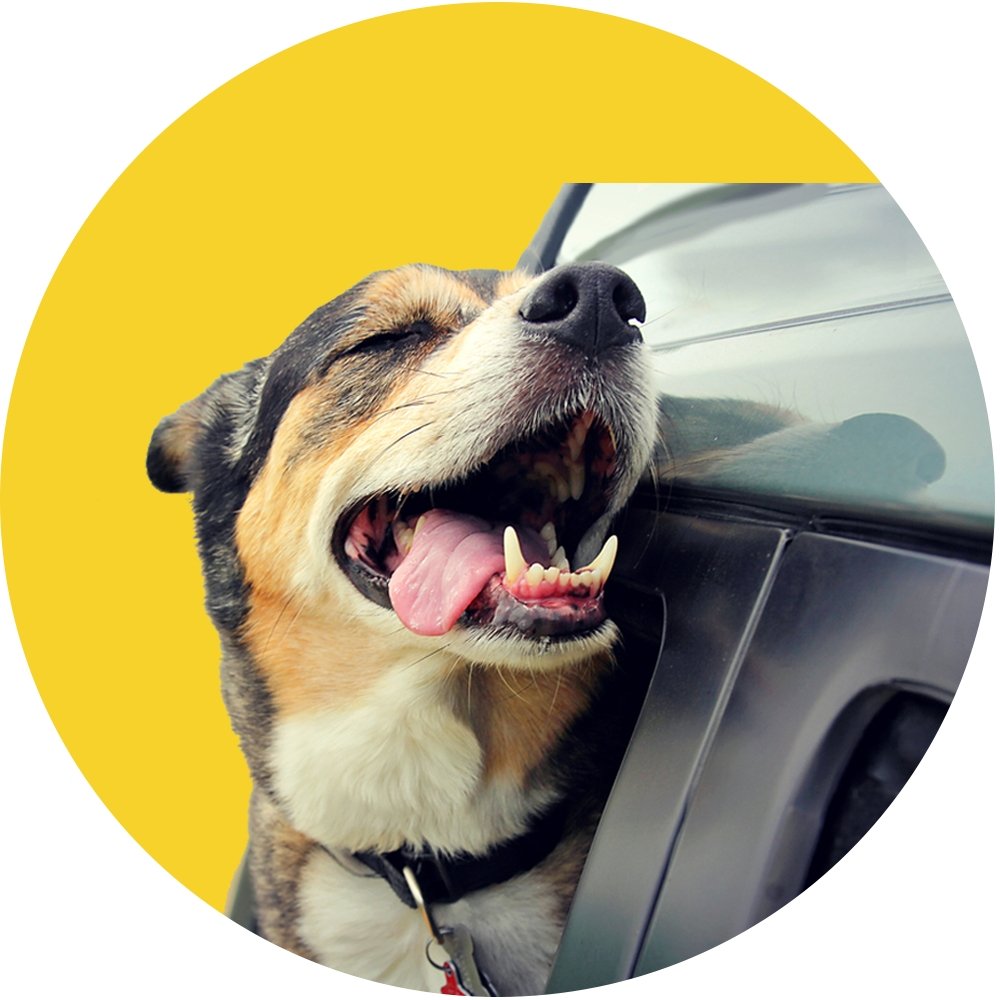 Assento de Carro Extra Comfort™ para Pets